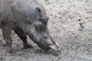 Zoologischer Garten Zoologischer Garten