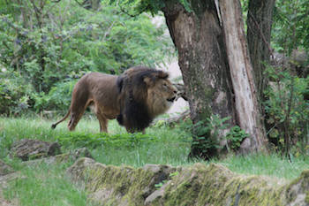 Zoologischer Garten Zoologischer Garten